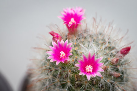 Mammillaria Bocasana with pink flower in small pot on white wall backgroundの写真素材
