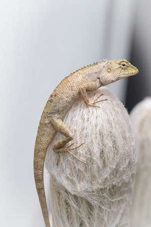 golden brown skinned chameleon perched on a cactus gardenの写真素材