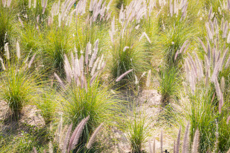 Close-up of the fountain grass (Pennisetum setaceum) in the middle of a beautiful, natural meadowの写真素材