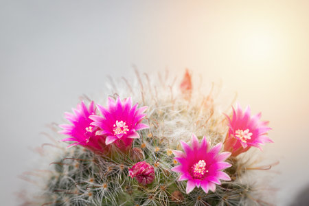 Mammillaria Bocasana with pink flower in small pot on white wall backgroundの写真素材