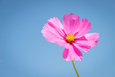 Beautiful wild flowers camomiles flowers in the field receiving natural Summer bright landscape with blue sky backgroundの写真素材
