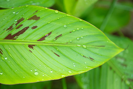 blood spotted banana leaf with water droplets texture nature backgroundの写真素材