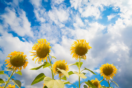 Sunflowers field landscape close-up on a background of nature blue skyの写真素材
