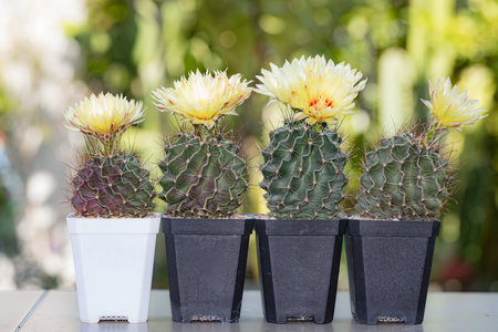 Hamatocactus setispinus group beautiful yellow flowers blooming with blur bokeh backgroundの写真素材