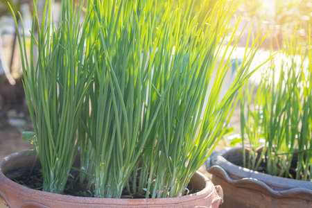 Fresh green onions in pots and morning sunlight natural backgroundの写真素材