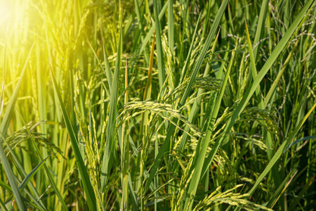 green rice fields are blooming natural backgroundの写真素材