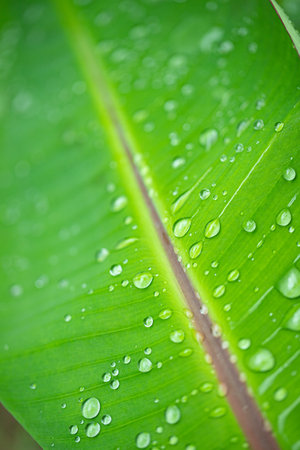 banana leaf with water drops texture natural backgroundの写真素材