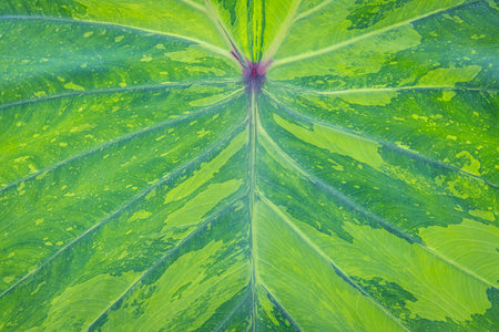 Texture of colocasia lemon lime gecko leaf plant in the garden