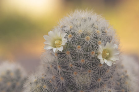 Mammillaria schiedeana with littel White flower in green blur bokeh nature background, easy for beginner plan to collec small cactus can put near to the windows on the work table and see it growingの写真素材