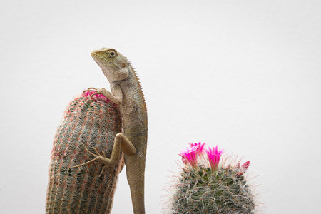 golden brown skinned chameleon perched on a cactus garden with white wall backgroundの写真素材
