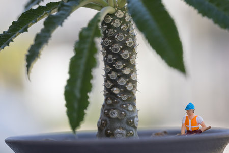 Dorstenia Plant Coconut Tree Care by Miniature Gardenersの写真素材