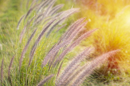 Close-up of the fountain grass (Pennisetum setaceum) in the middle of a beautiful, natural meadowの写真素材