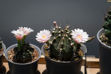 pink blooming cactus Gymnocalycium in the greenhouseの写真素材