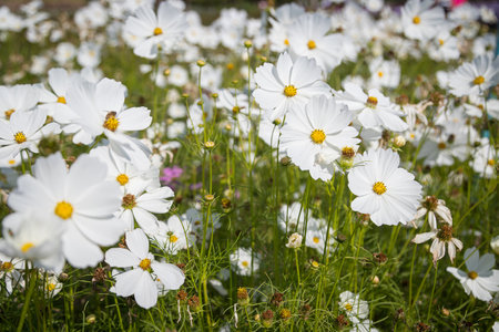 Beautiful wild flowers camomiles flowers in the field receiving natural Summer bright landscapeの写真素材