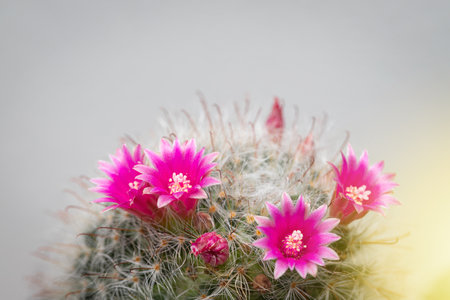Mammillaria Bocasana with pink flower in small pot on white wall backgroundの写真素材