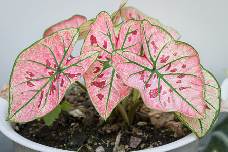 Pattern of bon leaves Caladium Strawberry Star is beautiful and unique. It is popular with collectors of spotted plantsの写真素材