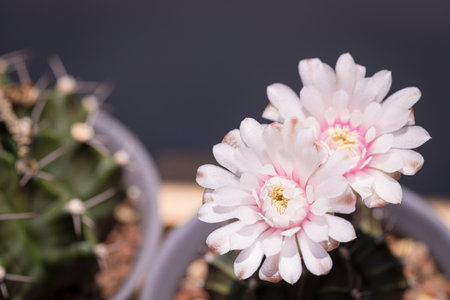 pink blooming cactus Gymnocalycium in the greenhouseの写真素材