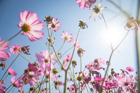 Beautiful wild flowers camomiles flowers in the field receiving natural Summer bright landscape with blue sky backgroundの写真素材