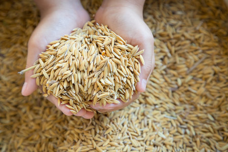 In hand was a grain of rice which is reflecting the condition of falling rice pricesの写真素材