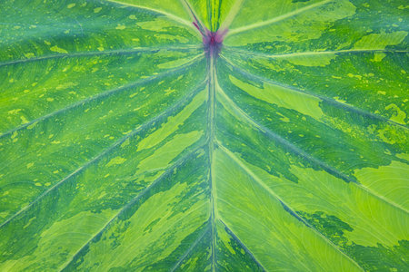 Texture of colocasia lemon lime gecko leaf plant in the gardenの写真素材
