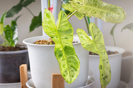 Close-up view of Philodendron Paraiso Verde variegated leaf texture in pot with Popular with spotted tree collectorsの写真素材