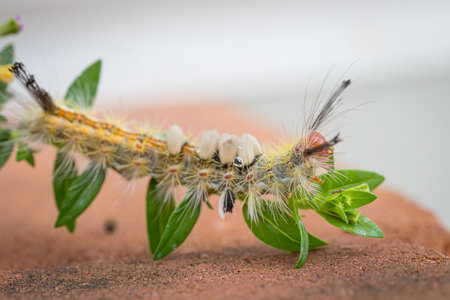 worm is eating the leaves of the flower nature backgroundの写真素材
