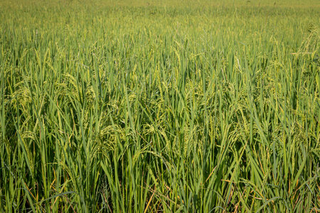 green rice fields are blooming natural backgroundの写真素材