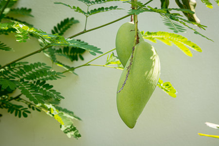 Nam Dok Mai mango on the tree in the gardenの写真素材