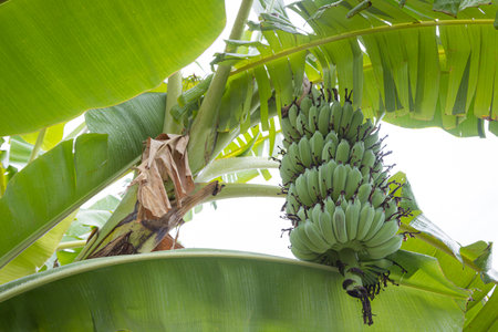 Banana tree with a bunch of bananas in the gardenの写真素材