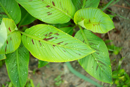blood spotted banana leaf with water droplets texture nature backgroundの写真素材