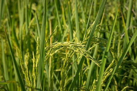 green rice fields are blooming natural backgroundの写真素材