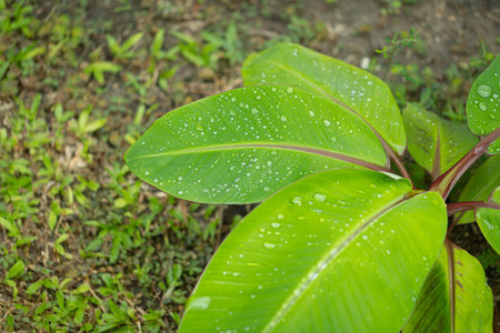 banana leaf with water drops texture natural backgroundの写真素材