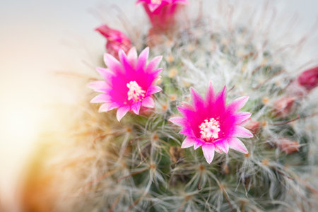 Mammillaria Bocasana with pink flower in small pot on white wall backgroundの写真素材