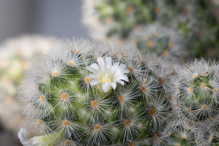 Mammillaria Plumosa cactus beautiful yellow flowers blooming nature backgroundの写真素材