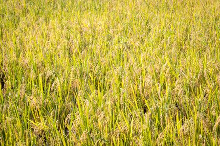 Rice fields that are about to be harvested with beautiful nature backgroundの写真素材