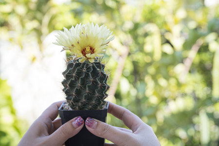 Hamatocactus setispinus beautiful yellow flowers blooming with blur bokeh nature backgroundの写真素材
