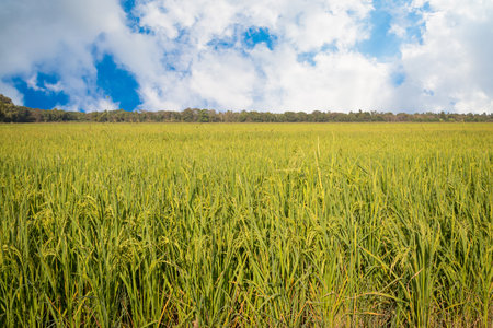 green rice fields are blooming natural backgroundの写真素材