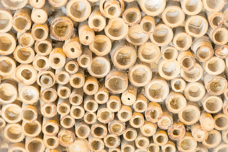 Beautiful nature cutting bamboo sticks texture use for vintage pattern backgroundの写真素材