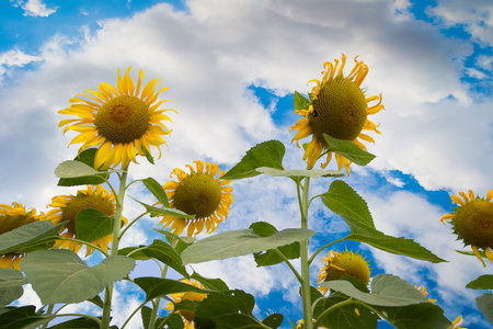 Sunflowers field landscape close-up on a background of nature blue skyの写真素材