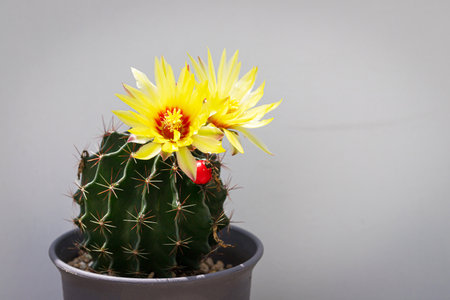 Close up of Hamato cactus on gray wall backgroundの写真素材