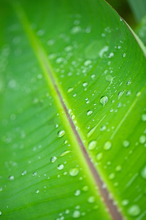 banana leaf with water drops texture natural backgroundの写真素材
