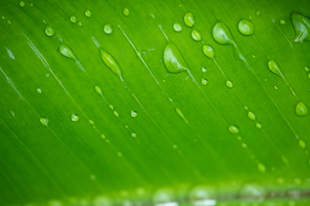 banana leaf with water drops texture natural backgroundの写真素材