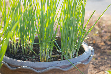 Fresh green onions in pots and morning sunlight natural backgroundの写真素材