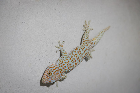 Large gecko is perched on a cement wall textureの写真素材