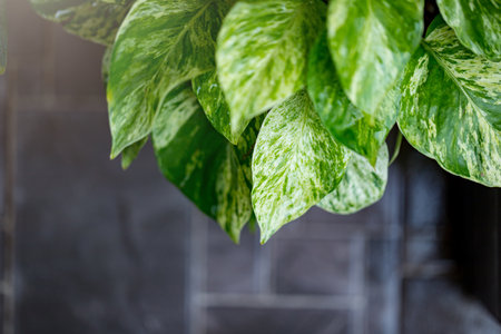 Epipremnum auream marble queen beautiful green decorative plant for homeの写真素材