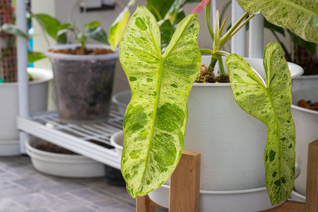 Close-up view of Philodendron Paraiso Verde variegated leaf texture in pot with Popular with spotted tree collectorsの写真素材