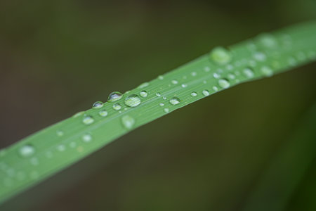 water drops on leaves nature backgroundの写真素材