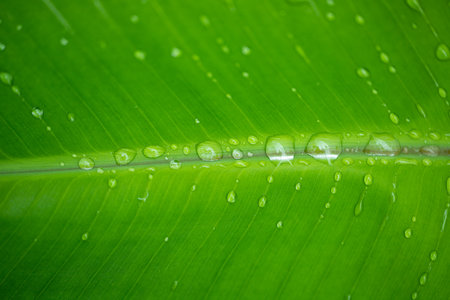 banana leaf with water drops texture natural backgroundの写真素材