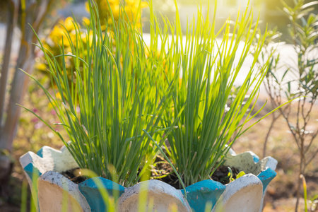 Fresh green onions in pots and morning sunlight natural backgroundの写真素材