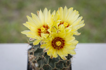Hamatocactus setispinus beautiful yellow flowers blooming with blur  nature backgroundの写真素材